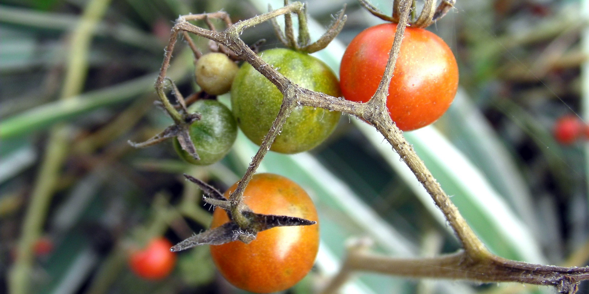 Tomatoes